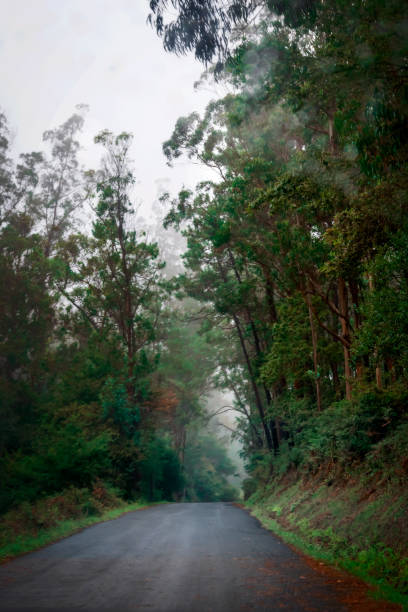 istock Rainy forest road in Galicia Spain 1643928665