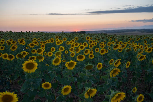 istock A field of blooming sunflowers facing the setting sun 1643933177