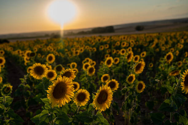 istock A field of blooming sunflowers facing the setting sun 1643933757