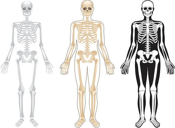 Three skeleton illustrations in different colors on white Skeleton on a white background sternum stock illustrations