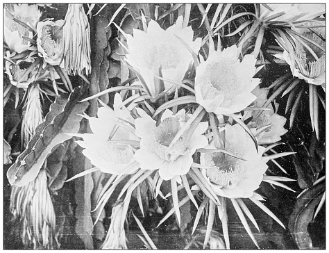 Hawaii, antique photo: Night Blooming Cereus