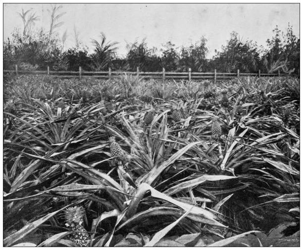 istock Hawaii, antique photo: Pineapple plantation 1643947134