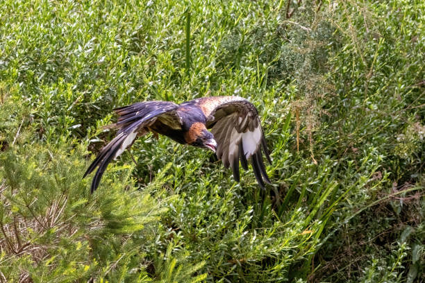 istock Black breasted buzzard, Hamirostra melanosternon, in flight against green foliage background. A large raptor endemic to Australia. 1643947671