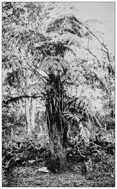 Hawaii, antique photo: Tree ferns Hawaii, antique photo: Tree ferns tree fern stock illustrations