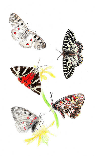 Five butterflies vector art illustration