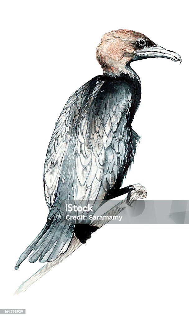 Ba-Aka-Pygmäen cormorant - Lizenzfrei Kormoran Stock-Illustration