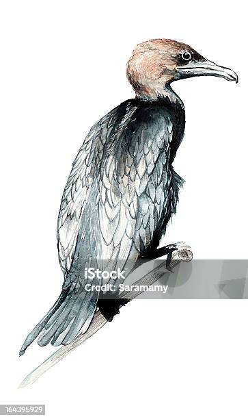 Baakapygmäen Cormorant Stock Vektor Art und mehr Bilder von Kormoran - Kormoran, Genauigkeit, Skizze