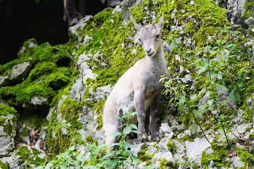 Young alpine ibex on rocks