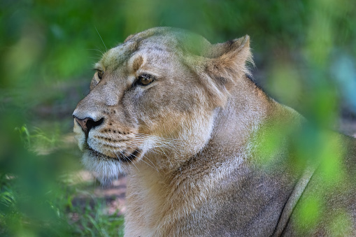 Close-up of a staring wild female African lion (Panthera leo).  Close-up head shot of lion looking off to it's left side.\n\nTaken on the Massai Mara, Kenya, Africa