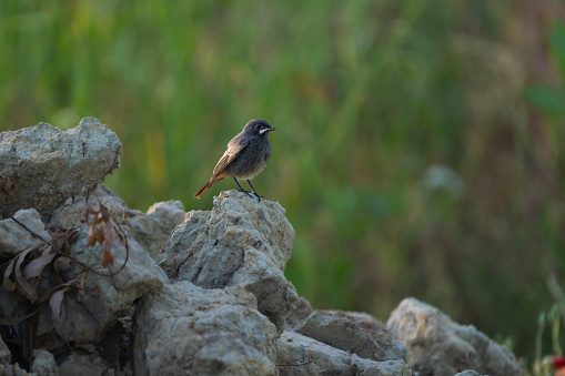 Black redstart sitting on dirt with a moth in its mouth