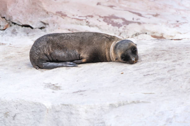 Young Californian sea lion resting on a rock