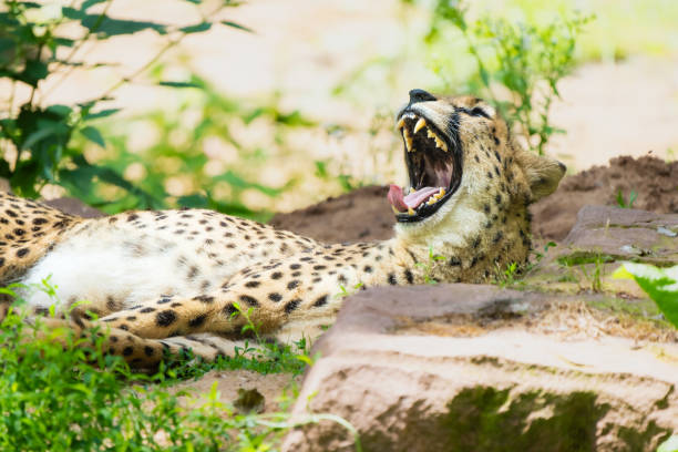 A cheetah laying on the grass yawning.