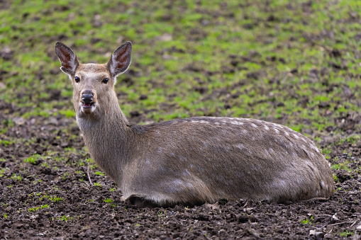 Closeup of a female Dybowski's deer resting in a meadow