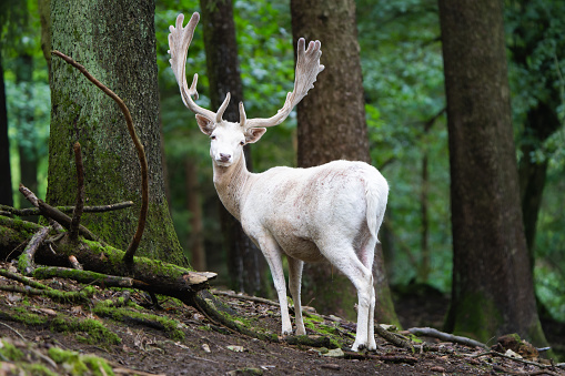 Leucistic fallow deer stag standing in a forest