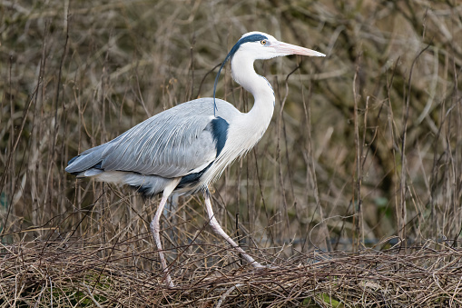 Closeup of a grey heron in front of a bush