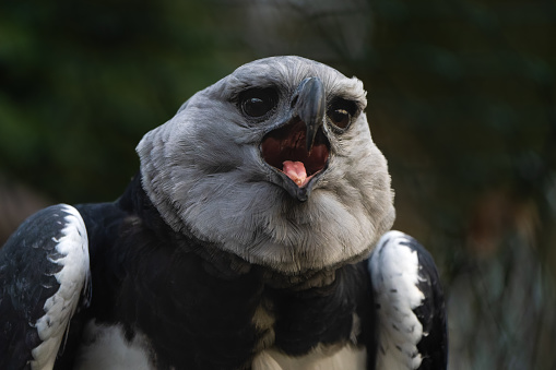 Closeup portrait of a harpy eagle