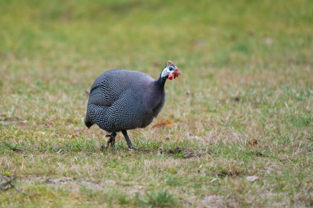 istock Helmeted guinea fowl 1643966069
