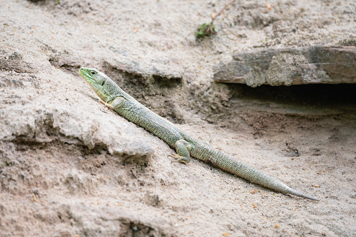 Male ocellated lizard on a rock