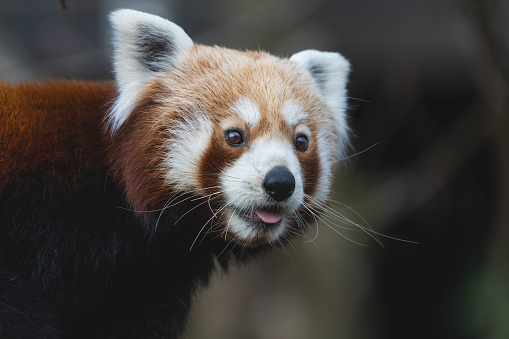 Closeup portrait of a red panda in a tree