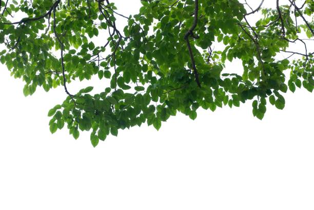 istock Tropical tree with leaves branches and sunlight, on white isolated background for green foliage backdrop 1643967196