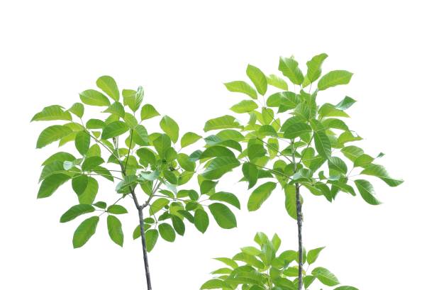 istock Tropical tree with leaves branches and sunlight, on white isolated background for green foliage backdrop 1643967221