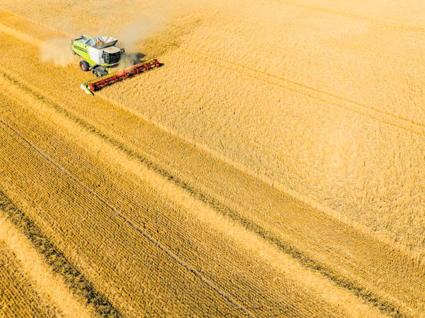 istock Combine harverster harvesting wheat during summer seen from above 1643972307