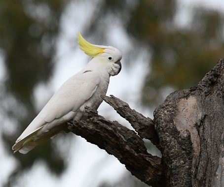 Sulphur-crested cockatoo in gum tree