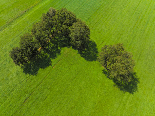Group of trees oak and birch in a freshly cut meadow during a beautiful summer day in  Overijssel, Netherlands, seen from above