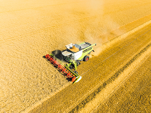 Combine harvester harvesting wheat in a gold colored field during summer seen from above. There is dust coming form the harvester during this period of drought.