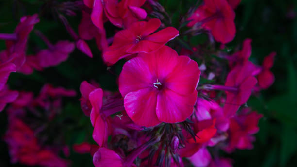istock lilac flower in the park 1643974032
