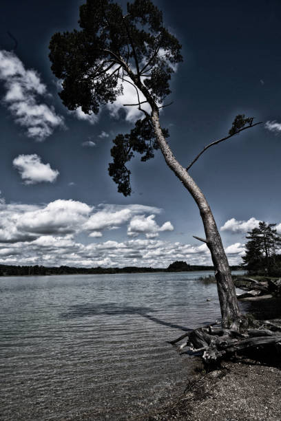 istock crooked forest pine on lake shore in low key 1643975173
