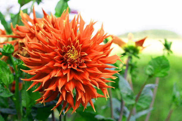 Red fire dinnerplate dahlias grow as large as adult human heads and are subsequently an amazing spectacle to behold.
