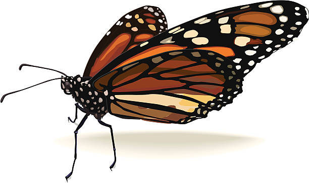Monarch Butterfly vector art illustration