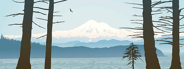 Mount Baker, Washington State panoramic "Mount Baker, Washington State panoramic. Looking over the straight from Vancouver Island with tree trunks and a young tree in the foreground." northwest stock illustrations