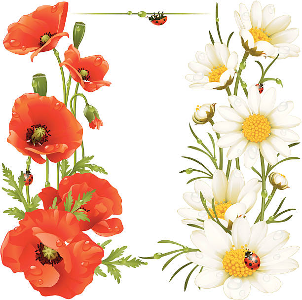 ポピーとカモミールます。のデザイン要素 - poppy flower field floral pattern点のイラスト素材／クリップアート素材／マンガ素材／アイコン素材