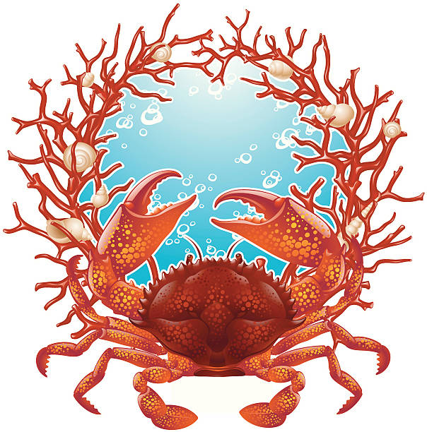 크랩 및 레드 산호색 프페임 - computer icon symbol sea life prepared crab stock illustrations