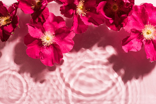 Clear water background with ripples  and pink purple flowers close up, copy space. Trendy abstract pink water and roses concept background.