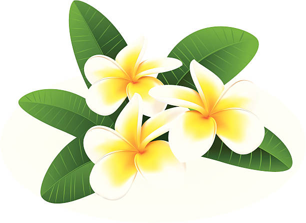 plumeria - frangipani stock illustrations