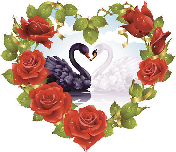 Red Roses and couple Swans Red Rose frame in the shape of heart and couple swan floral border black white roses silhouette stock illustrations