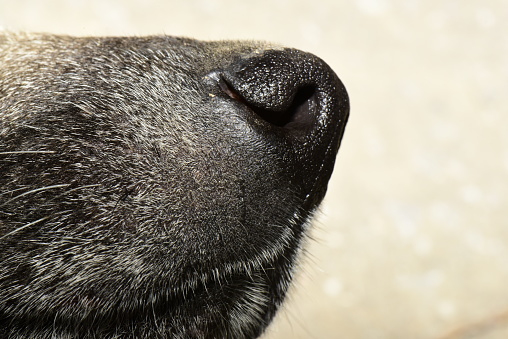 Macro photo of cute dog's nose