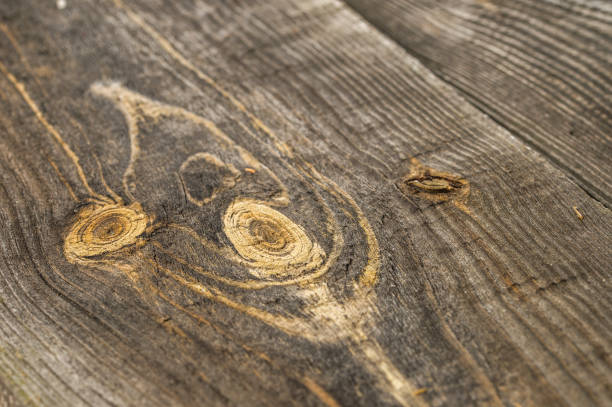 nodes of branches on a wooden board surface