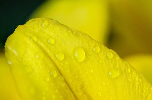 Dew drops on yellow flower petal, macro shot