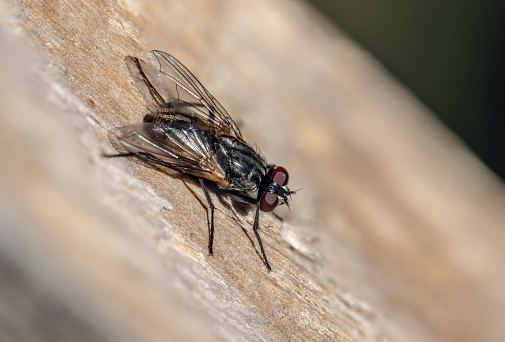 Black fly on the wooden boards extremely close-up shot