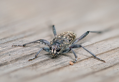 Cerambycidae. Close up of a Longhorn beetle