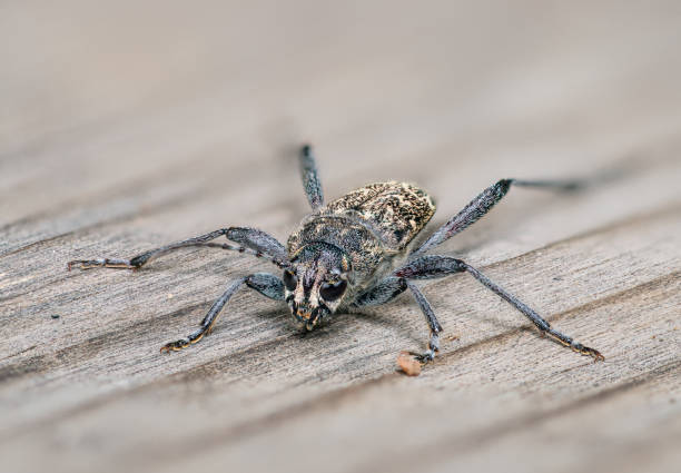 Cerambycidae. Close up of a Longhorn beetle Cerambycidae. Close up of a Longhorn beetle long horn beetle stock pictures, royalty-free photos & images