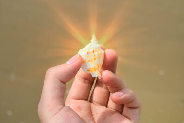 Lugo, Spain- October 10, 2021: Senior woman´s hands, folk musician wearing traditional clothing, playing  scallop shells used as traditional percussion instruments in the street during San Froilán annual traditional festival  celebrations, Lugo city, Galicia, Spain. Camino de Santiago symbol.