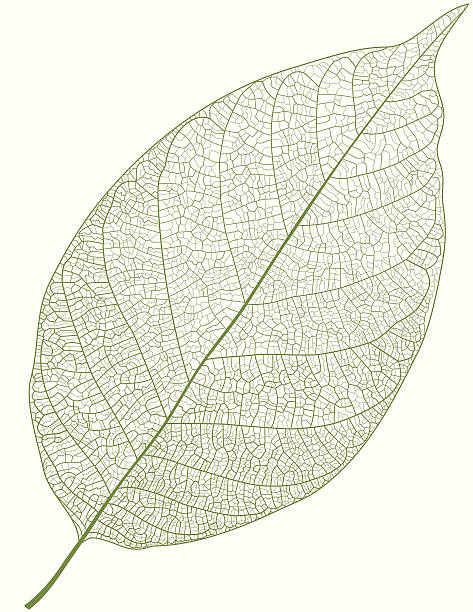 зеленый лист - leaf vein stock illustrations