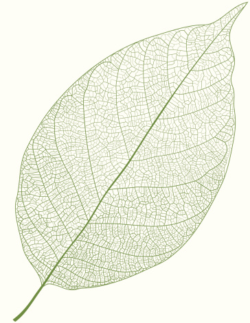 Isolated detailed green vector leaf on white background