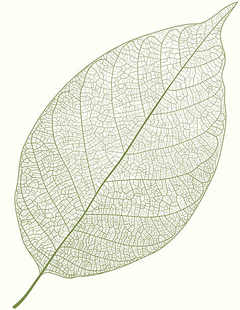 Green Leaf Isolated detailed green vector leaf on white background vein stock illustrations