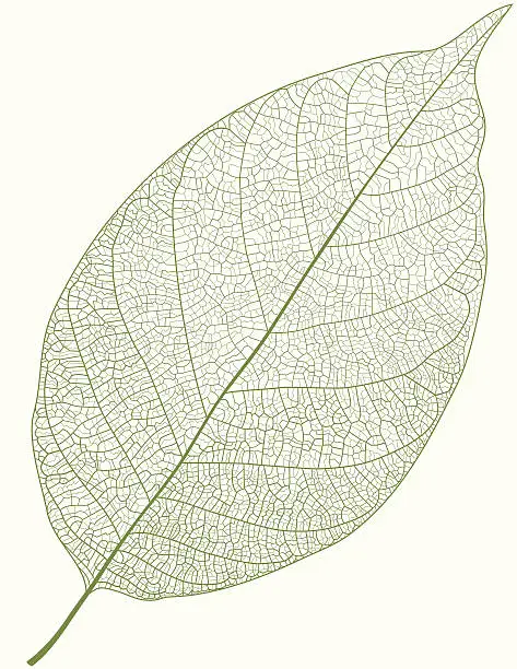 Vector illustration of Green Leaf
